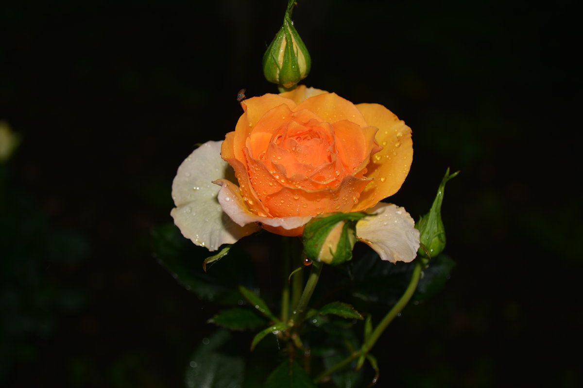 красивая роза - Владимир 