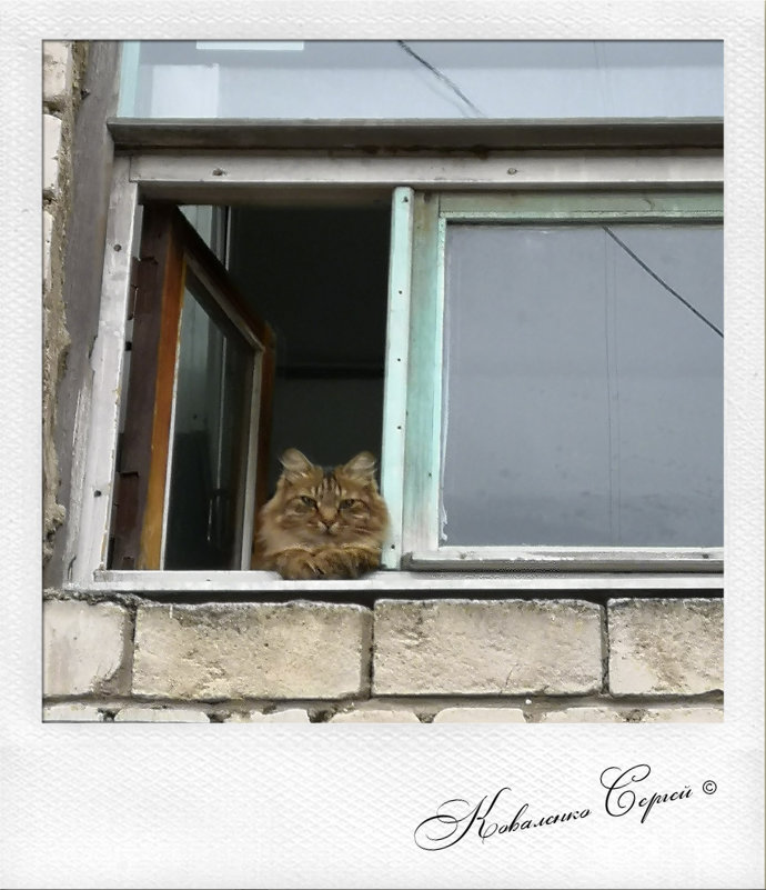 Кошка на окошке - Сергей Коваленко