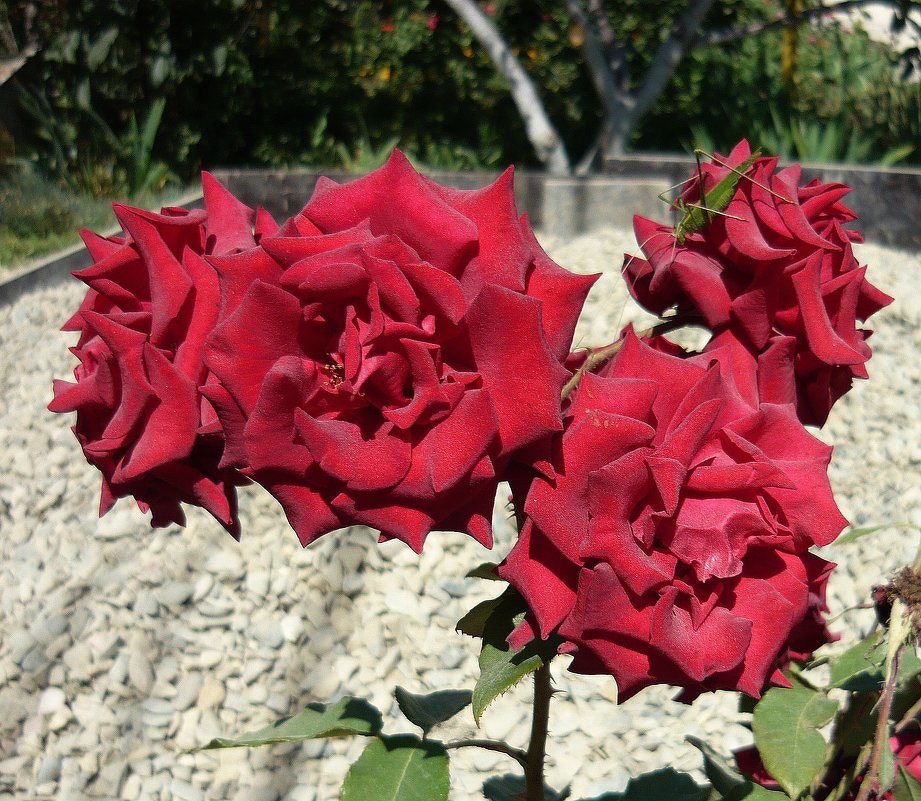 Розы - Вера Щукина