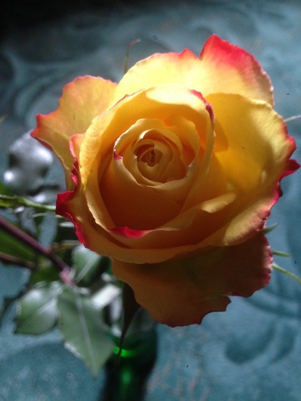 Розы...розы - Татьяна Юрасова