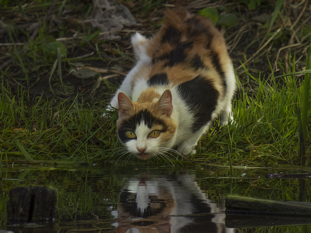 Кошка у воды - Олег 