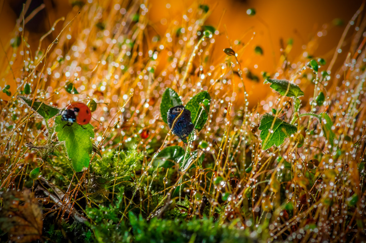 Walk through the rain forest. - Евгений Бубнов