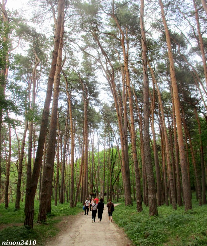 Кисловодск. В курортном парке - Нина Бутко