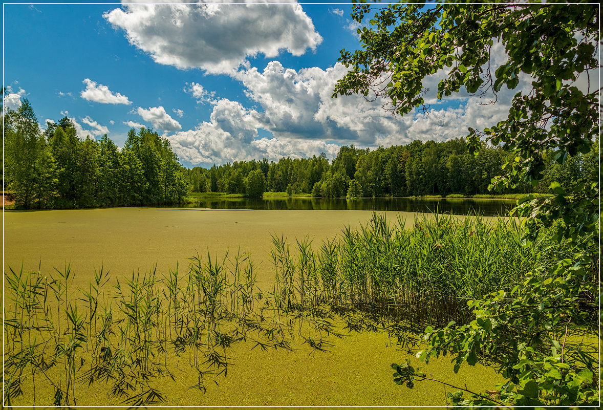 Лесное озеро, июль 3 - Андрей Дворников