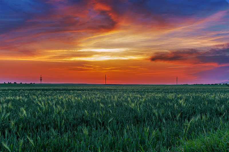 Закат солнца над пшеничным полем - Владимир Ушаров