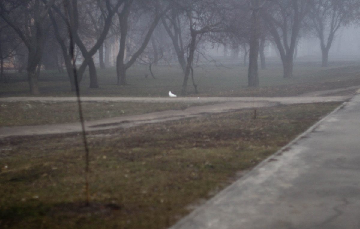 белый голубь в тумане - Бармалей ин юэй 