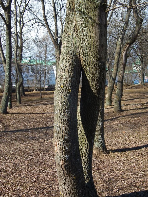 Шагающее дерево - Вера Щукина