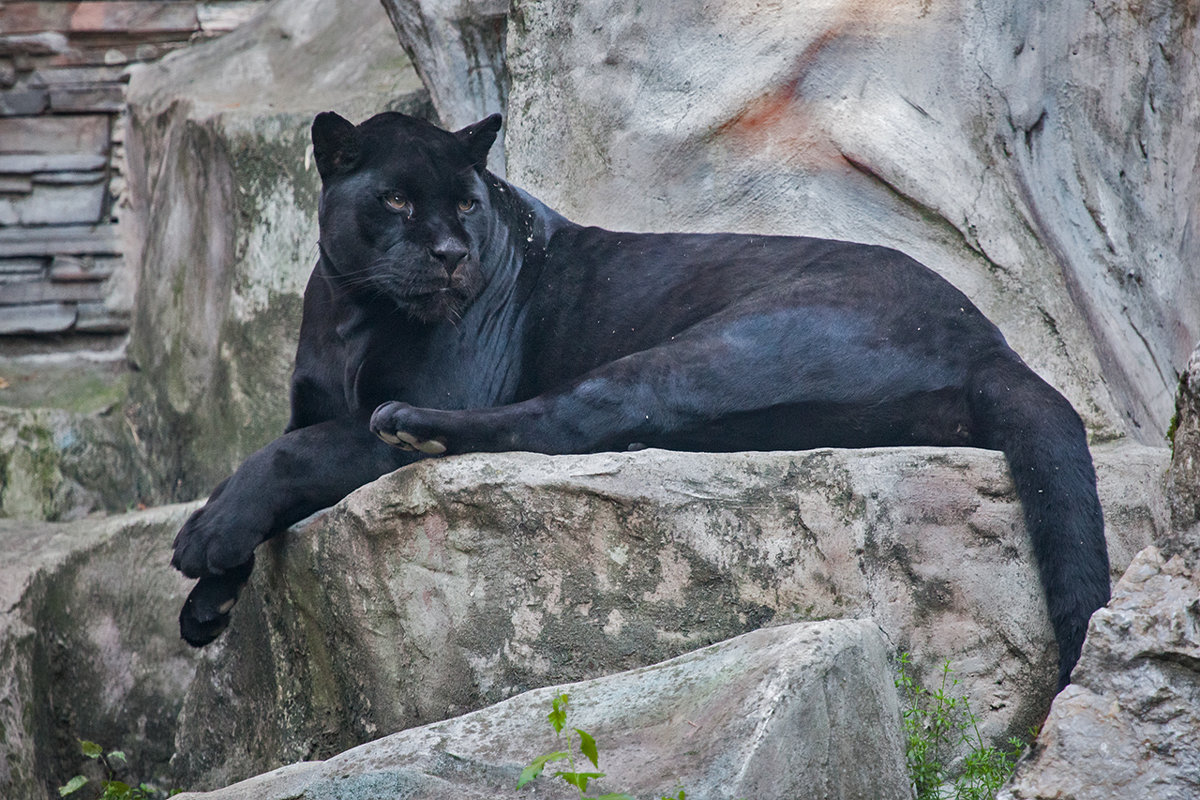 Пантера в Новосибирском зоопарке