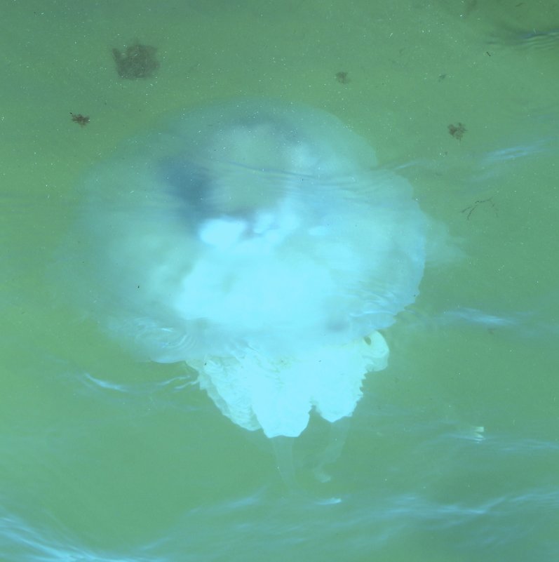 медуза - ольга хакимова