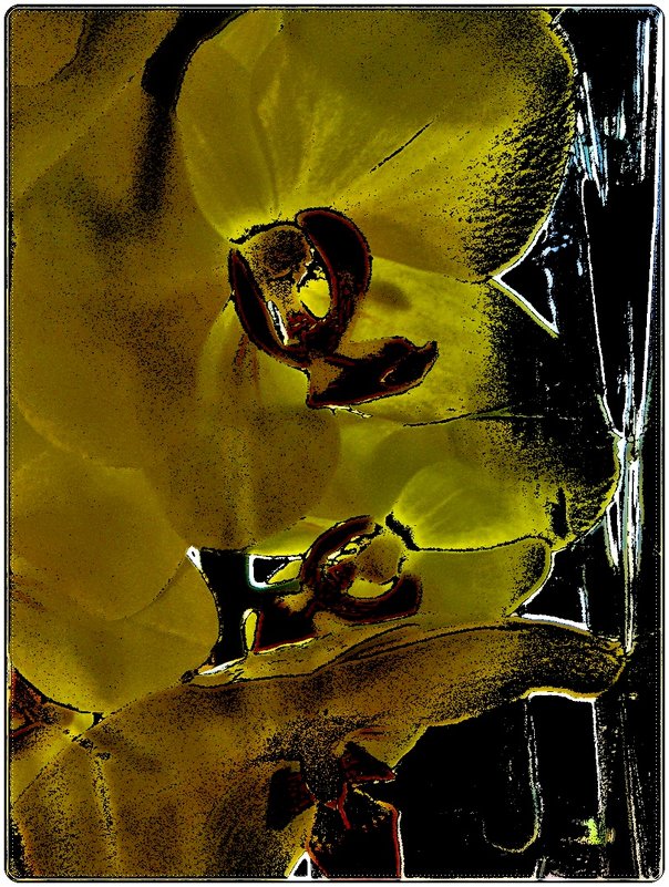 В мире орхидей - Нина Корешкова
