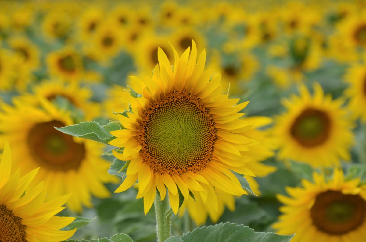 Sunflowers time... - Lyudmyla Pokryshen