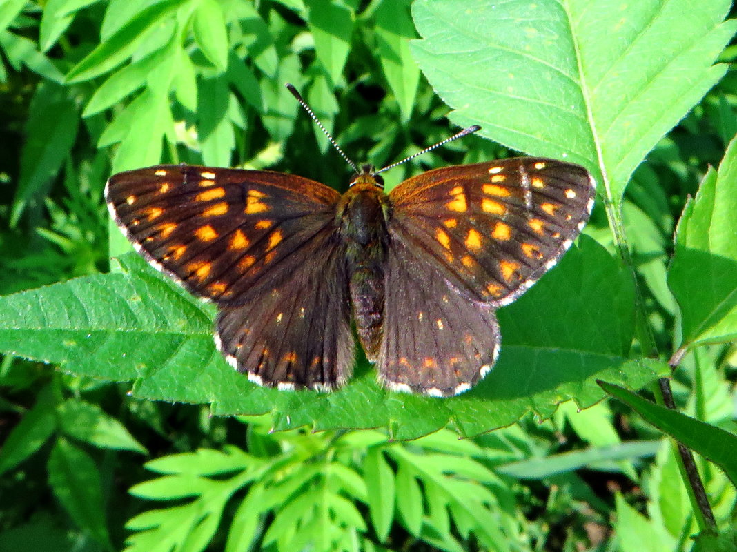 Люцина[1][2], или пеструшка лесная[3] (лат. Hamearis lucina) — дневная бабочка семейства Riodinidae. - vodonos241 