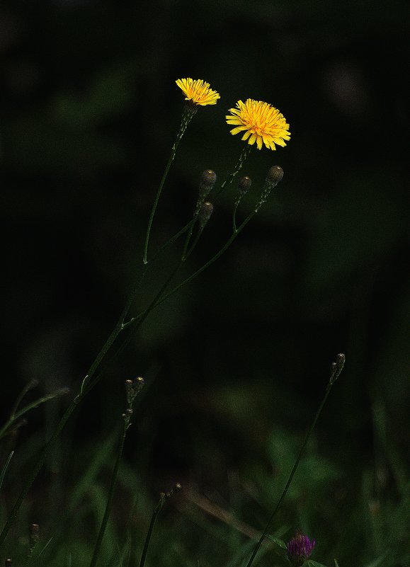 Солнечные цветы - Леонид leo