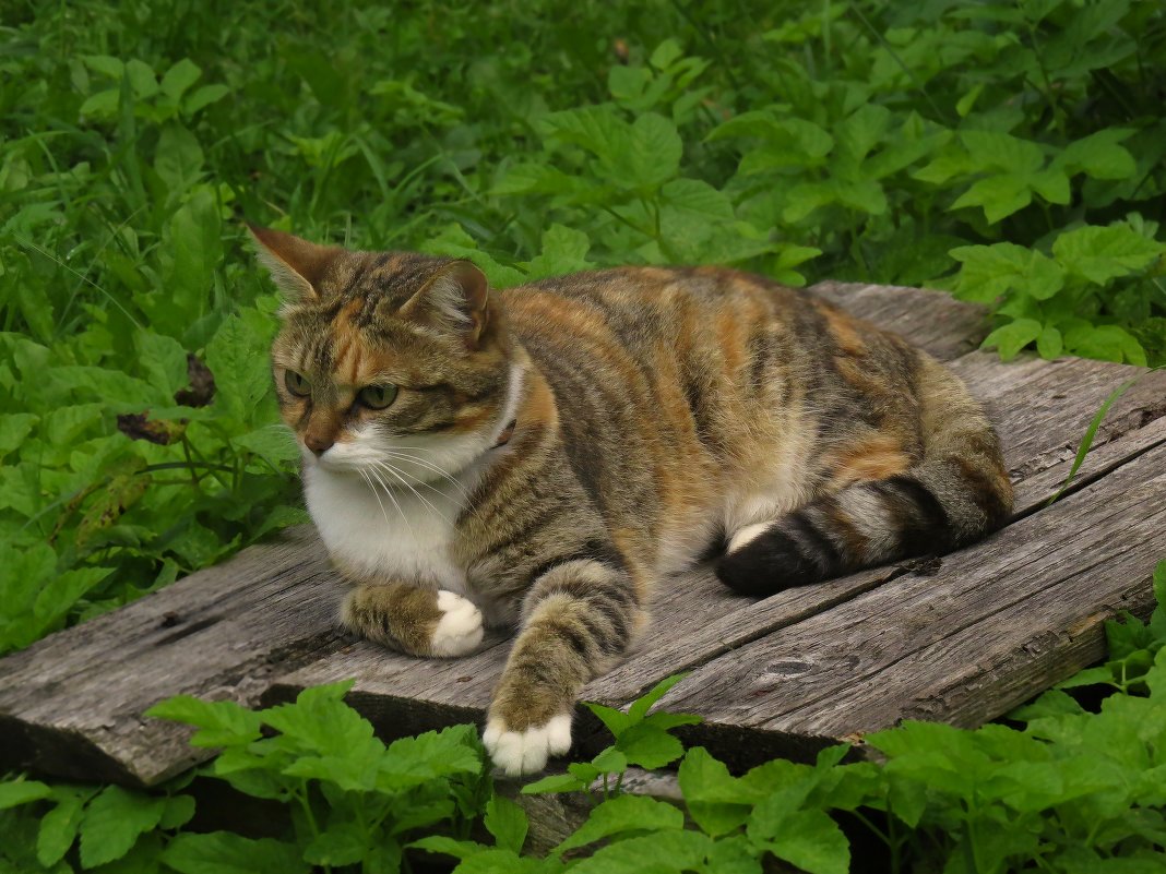 Кошка на воле - Наталья Лакомова
