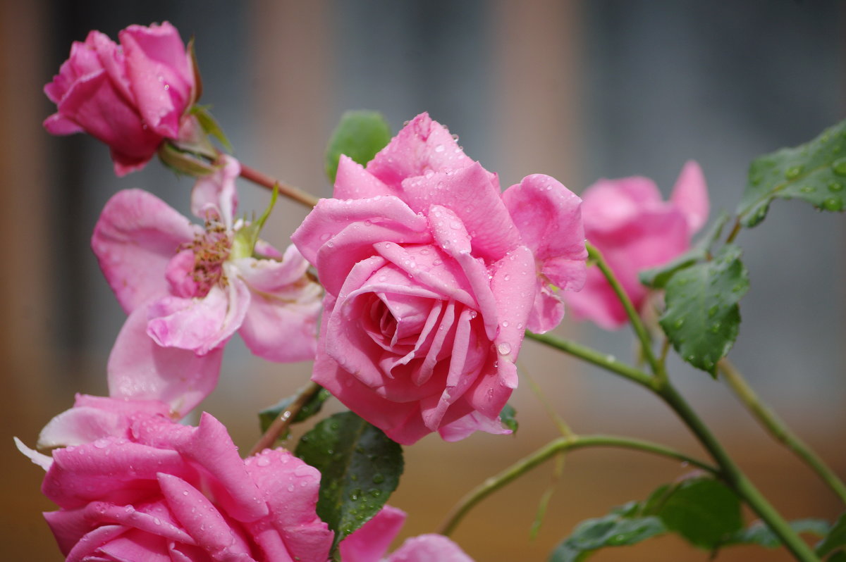 Розовые розы - * vivat.b * 