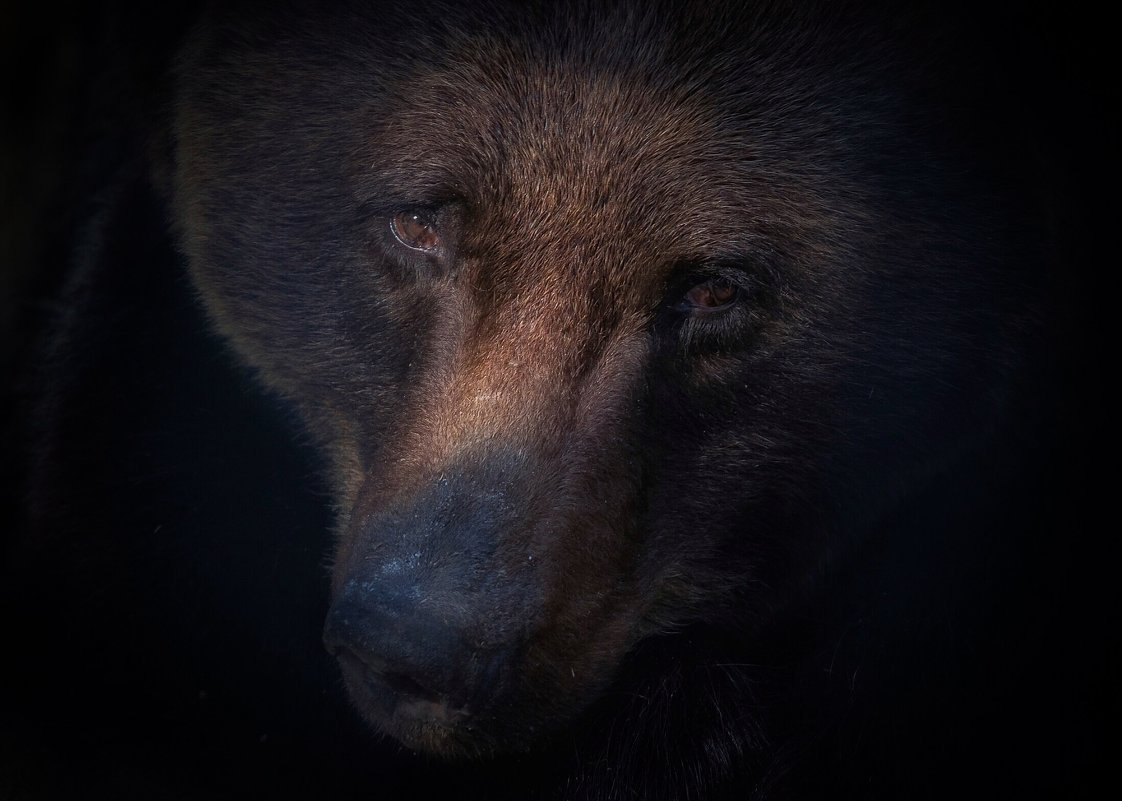 Бурый медведь - Владимир Шадрин