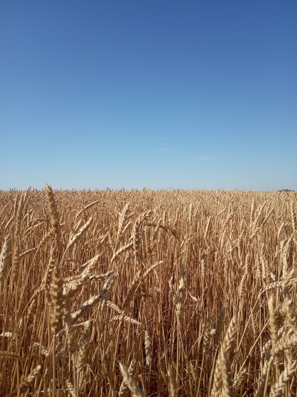 Пшеничное поле. - Владимир Науменко
