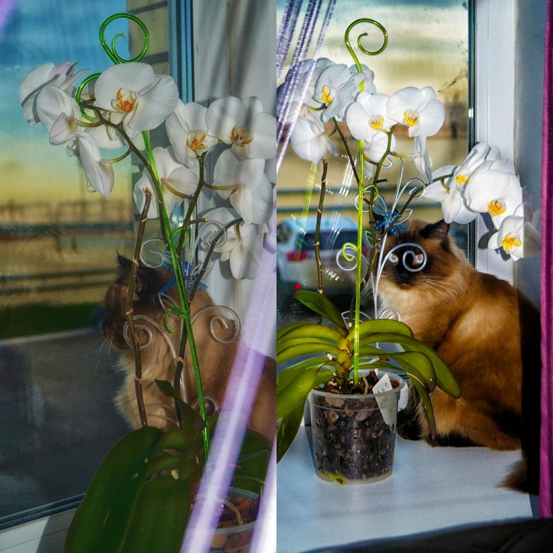 Кузьма и орхидея - Ирина Глебова