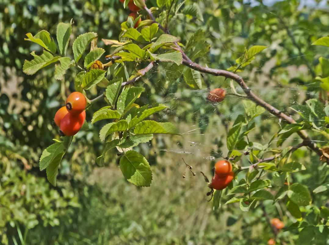 Шиповник и паутинка - Ольга Винницкая (Olenka)