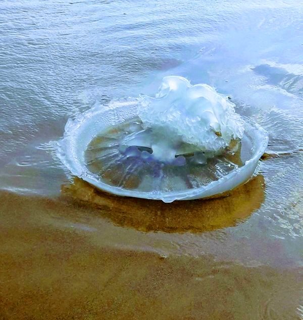 Гигантские скопления медуз движутся к побережью Израиля(из газет) - Гала 