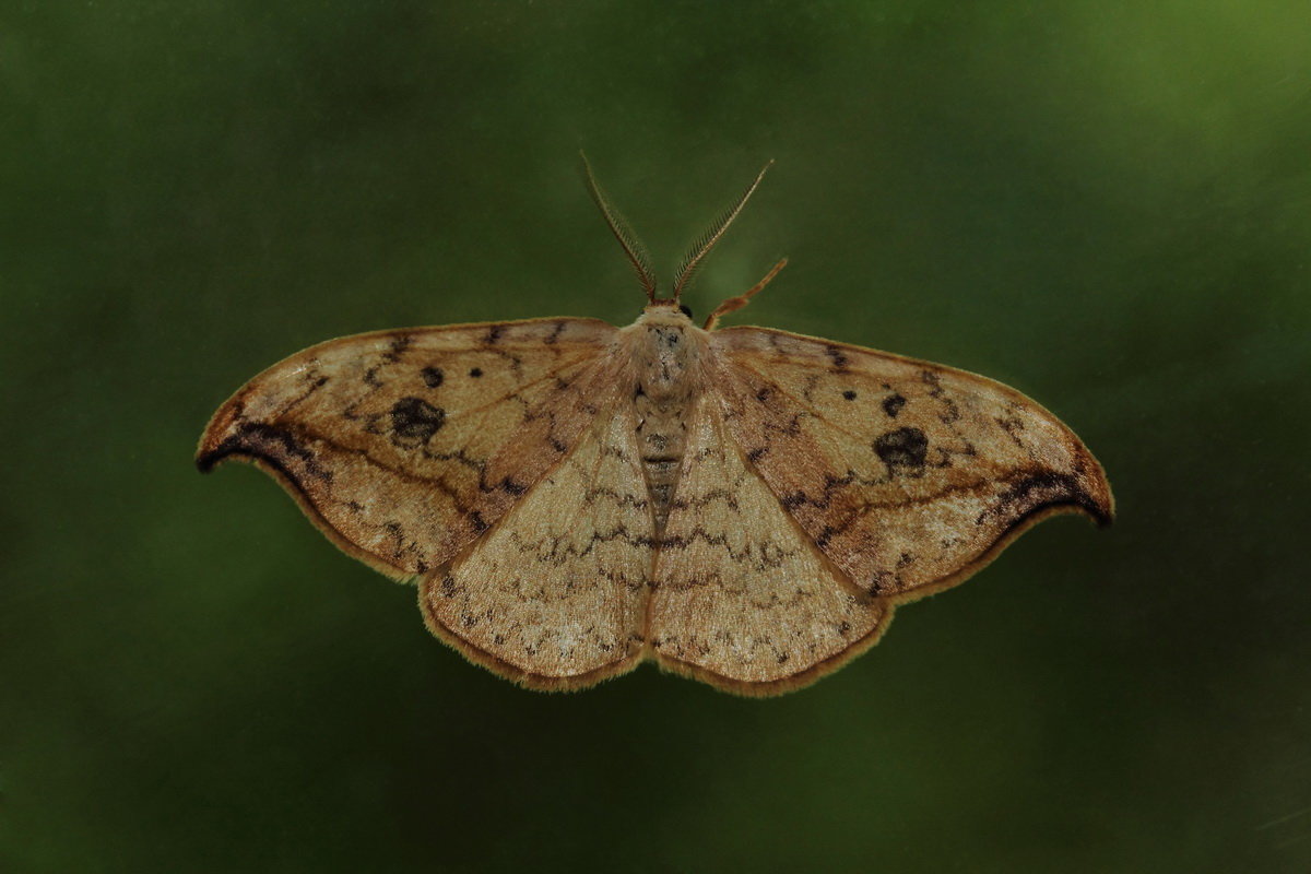 Серпокрылка берёзовая (Drepana falcataria (Linnaeus, 1758)) - Павел Морозов