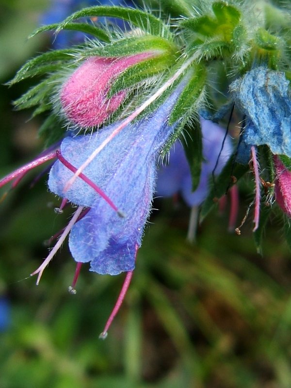 Неизвестный  цветок с горного луга - Евгений БРИГ и невич