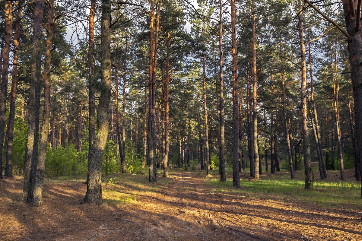 лес на Брянщине - оксана 