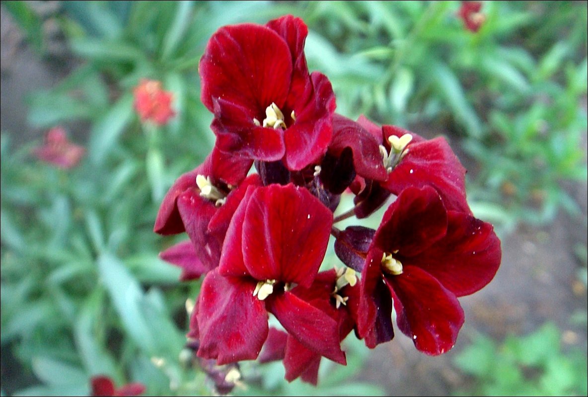 Неизвестные цветы из нашего двора - Нина Корешкова