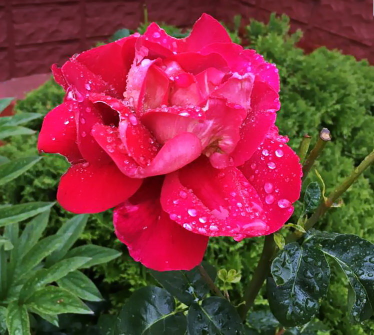 Роза после дождя. - Ирина 