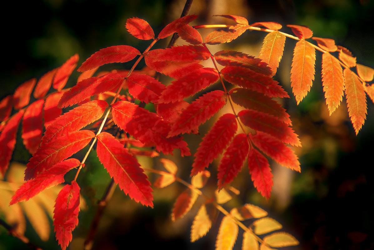 Осенние листья - Vladimbormotov 