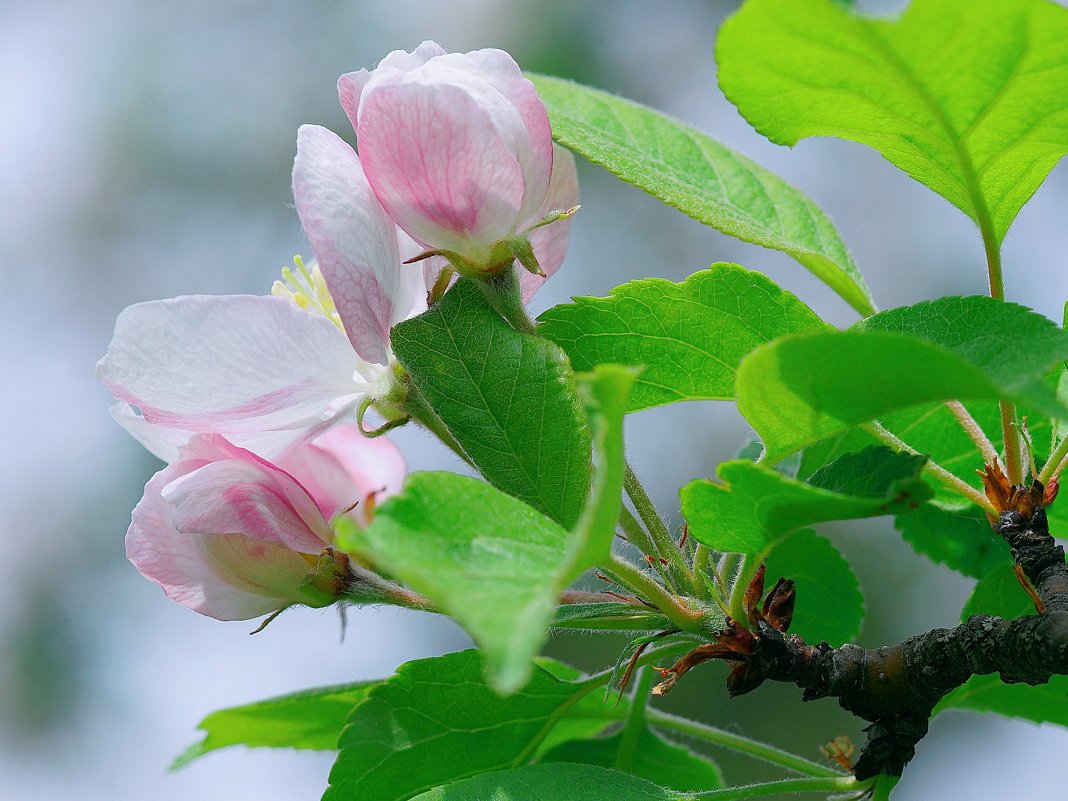 Яблони в цвету - kvstu 
