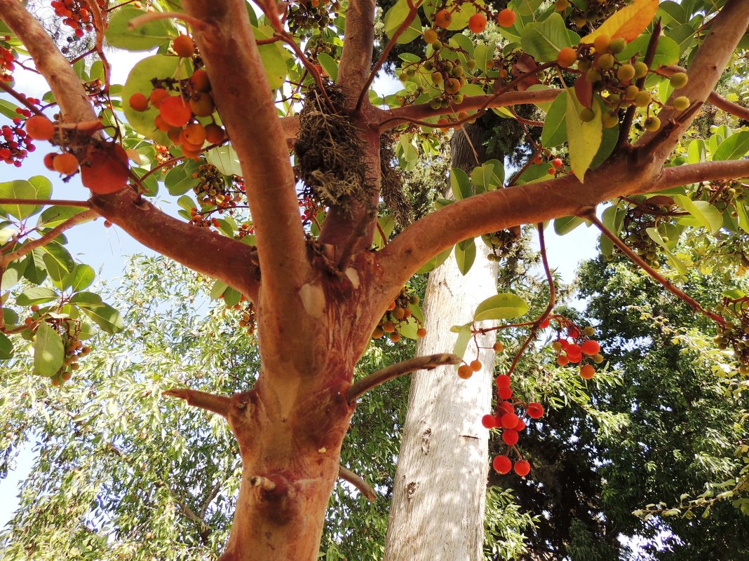 Дерево  о котором сложено множество легенд у разных народов - Гала 