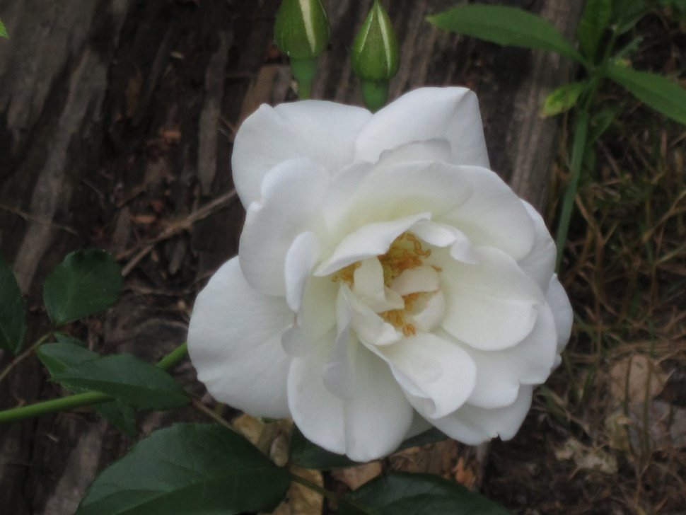 Белый цветок шиповника - Дмитрий Никитин