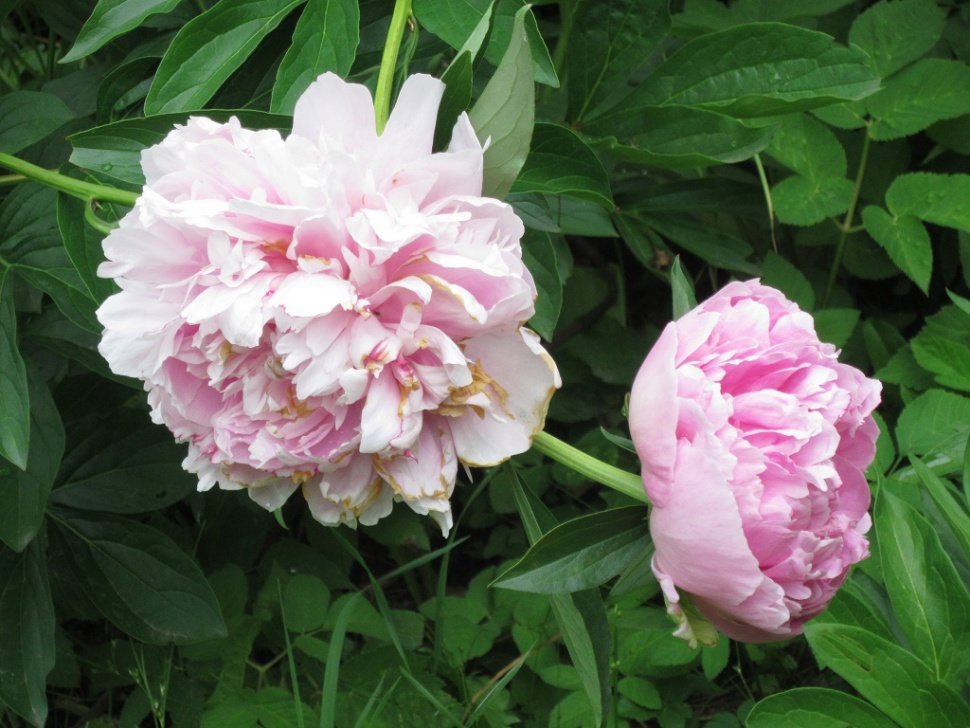 Два розовых цветка - Дмитрий Никитин