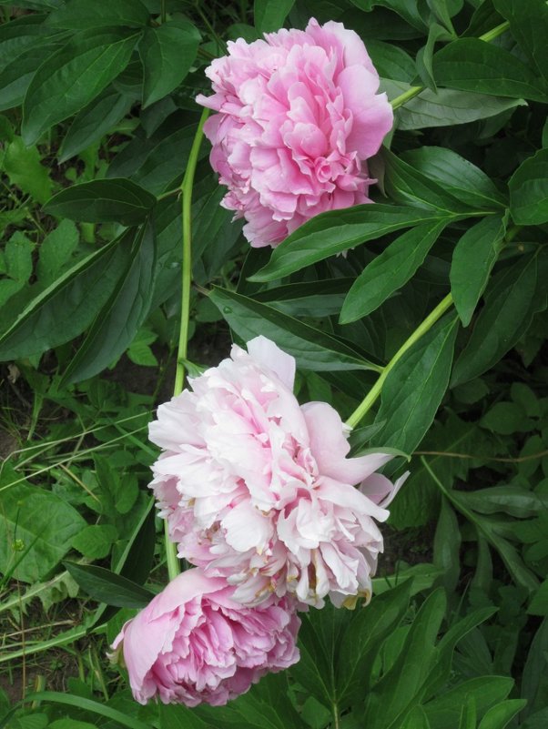 Три розовых цветка - Дмитрий Никитин