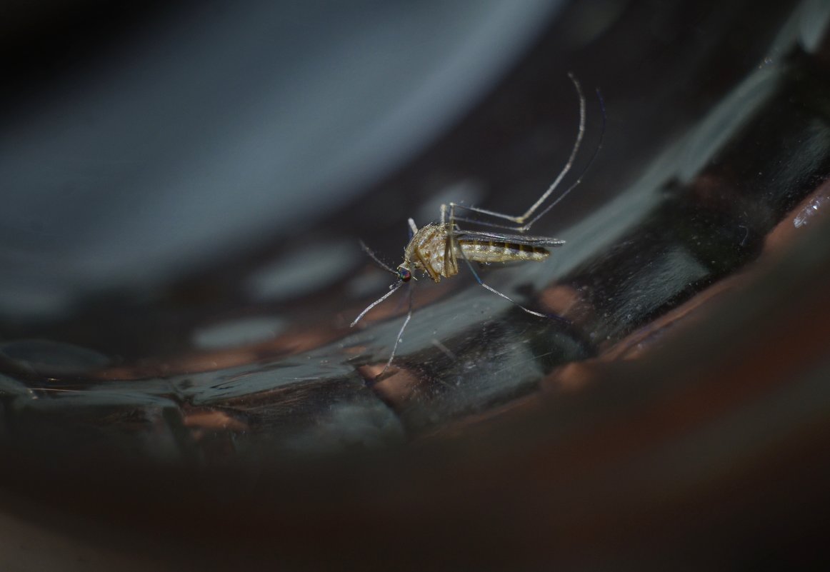 комарик (Culicidae) - Александр Довгий