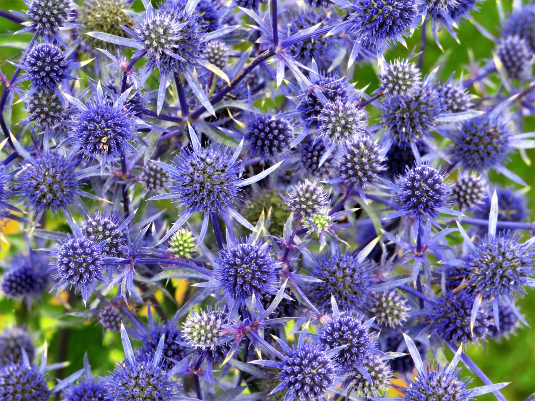 Синеголовник плосколистный Eryngium Planum