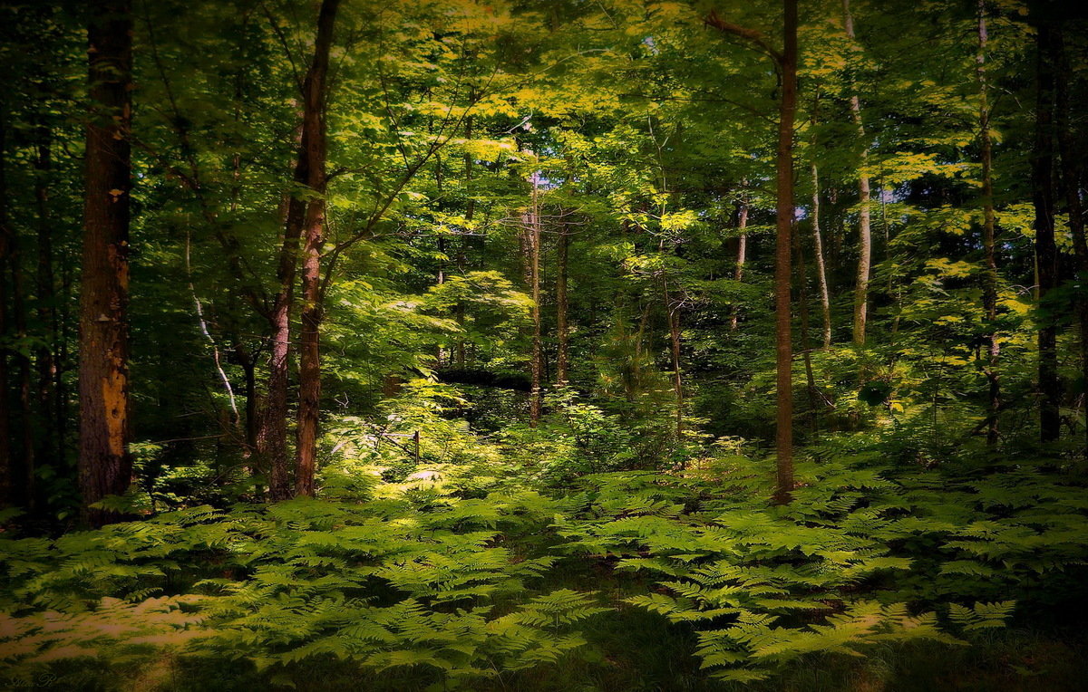 В лесу летом - Alex ARt