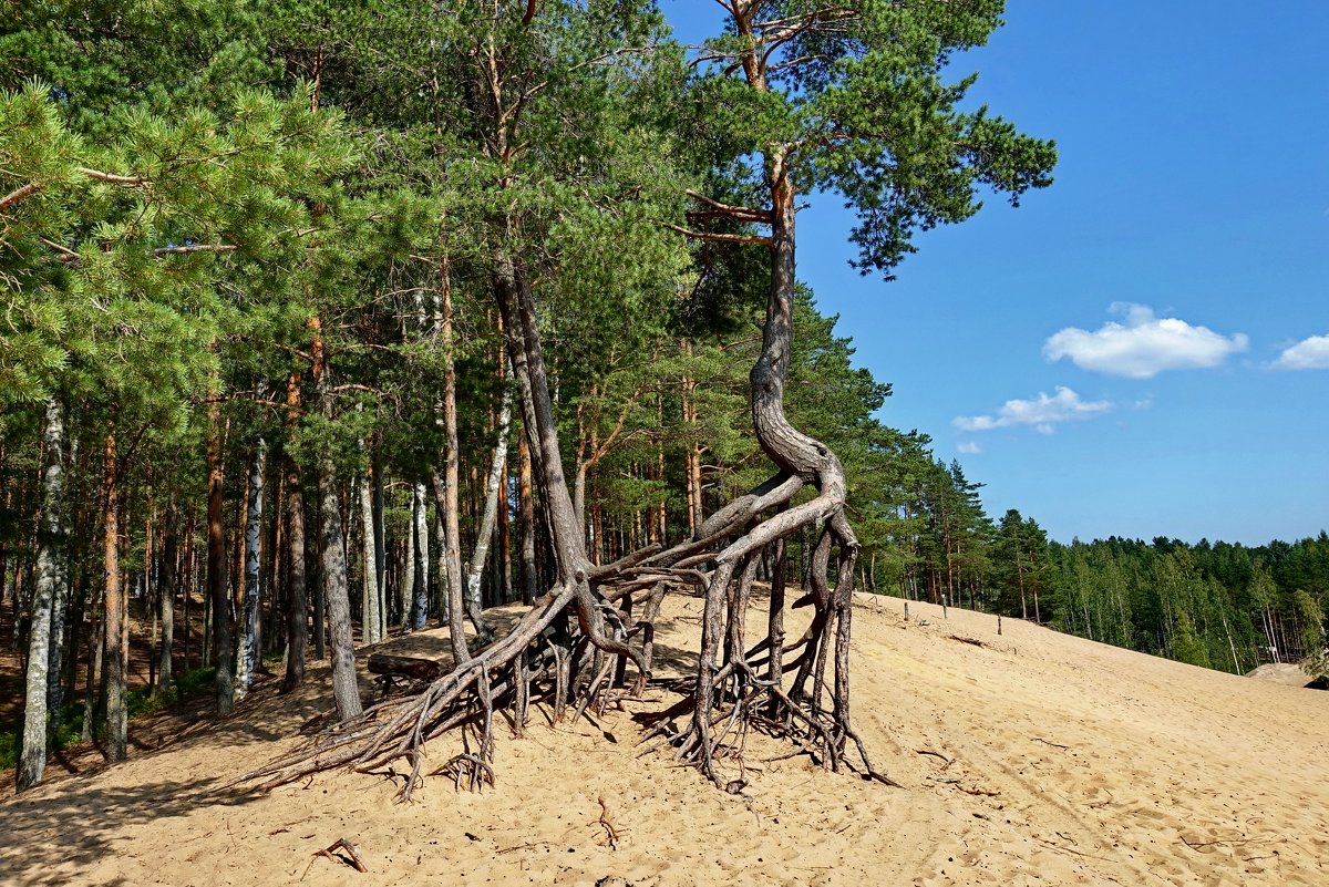 На песке растут деревья - Сергей 