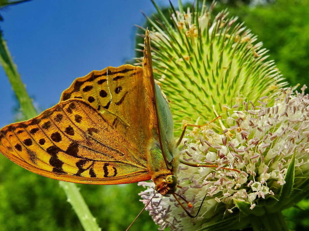 Пандора. Перламутровка пандора (лат. Argynnis pandora) - vodonos241 