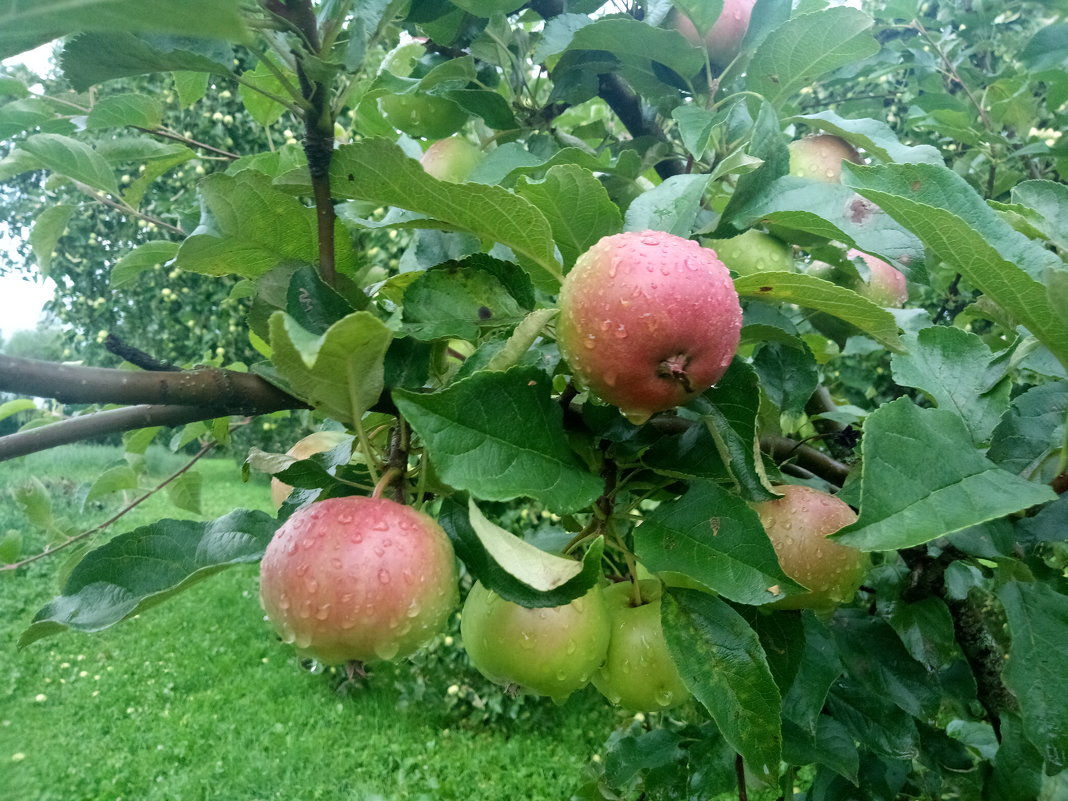 яблочки после дождя - BoxerMak Mak