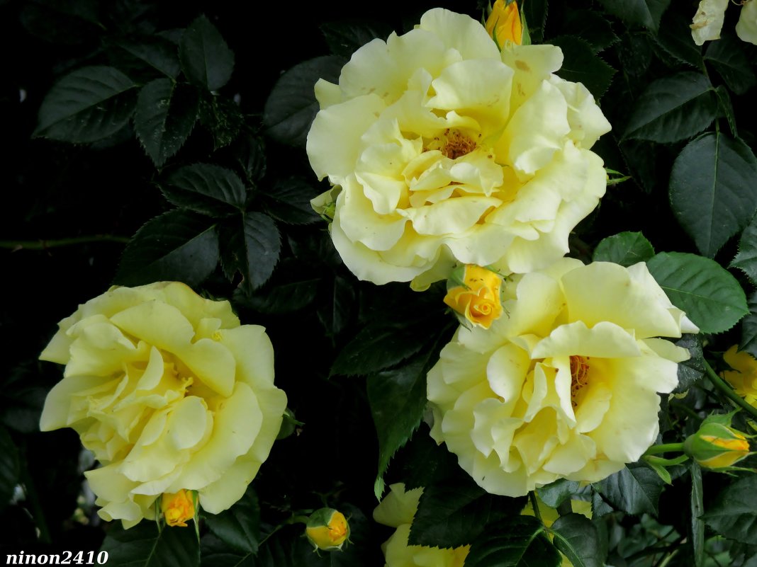 Любимые жёлтые розы - Нина Бутко