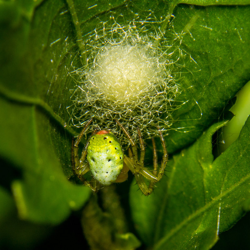 Araniella cucurbitina Араниелла тыквообразная IMG_0430-15 - Олег Петрушин