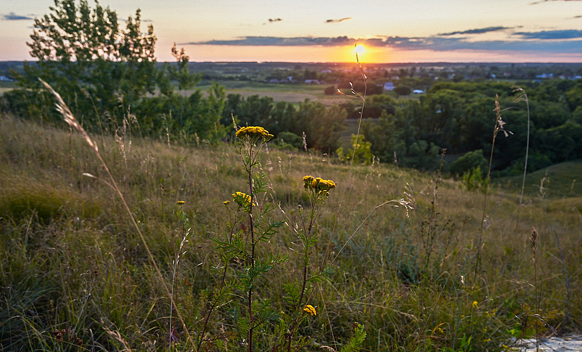 Пижма - Александр Тулупов