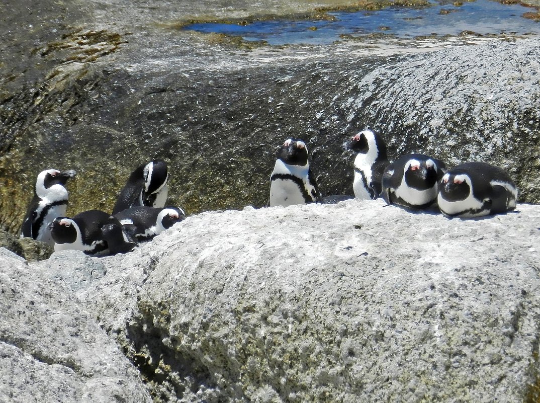 Пингвины в ЮАР - Ольга Довженко