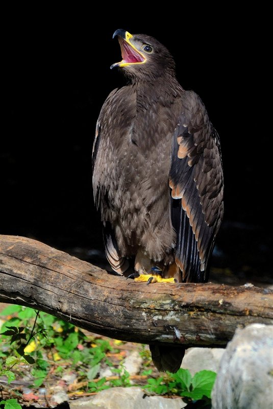 Степной орел(Aquila nipalensis) - Иван 