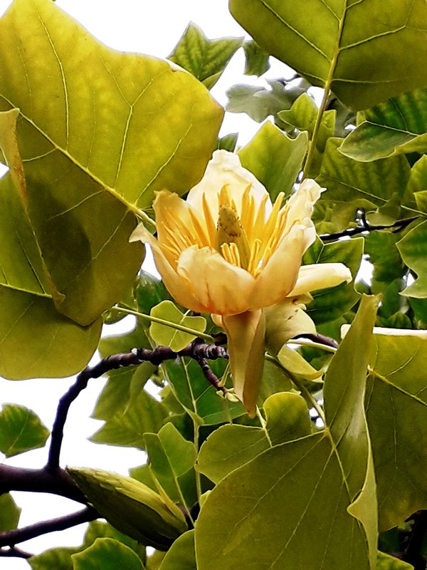 Лириодендрон или тюльпановое дерево - Лидия Бусурина