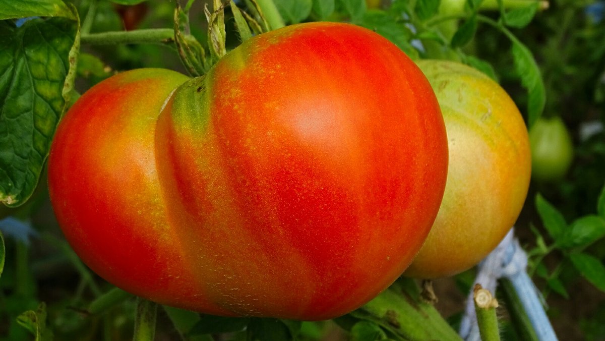 Урожай дачных томатов - Милешкин Владимир Алексеевич 