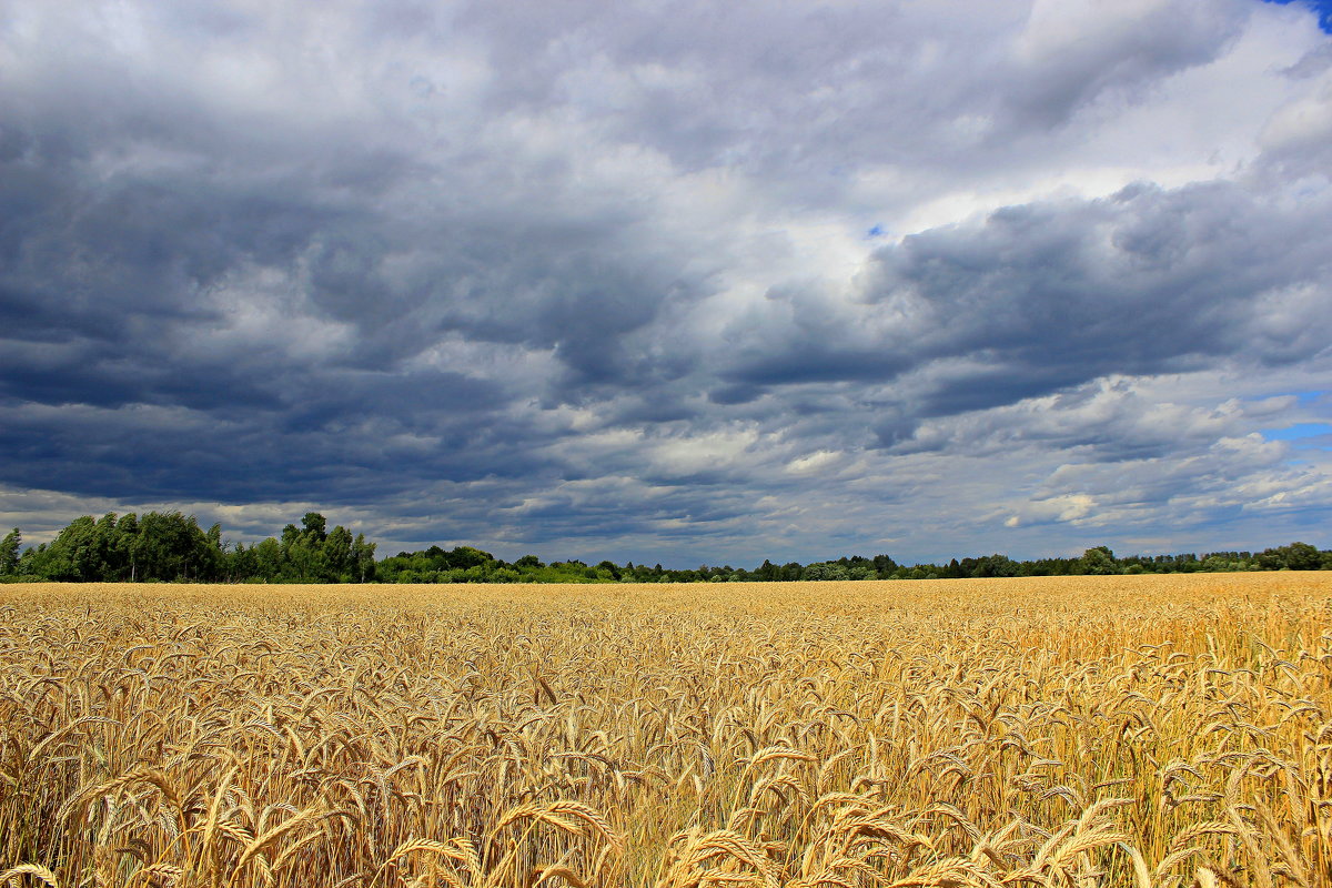 Пшеничное поле. - Сергей 