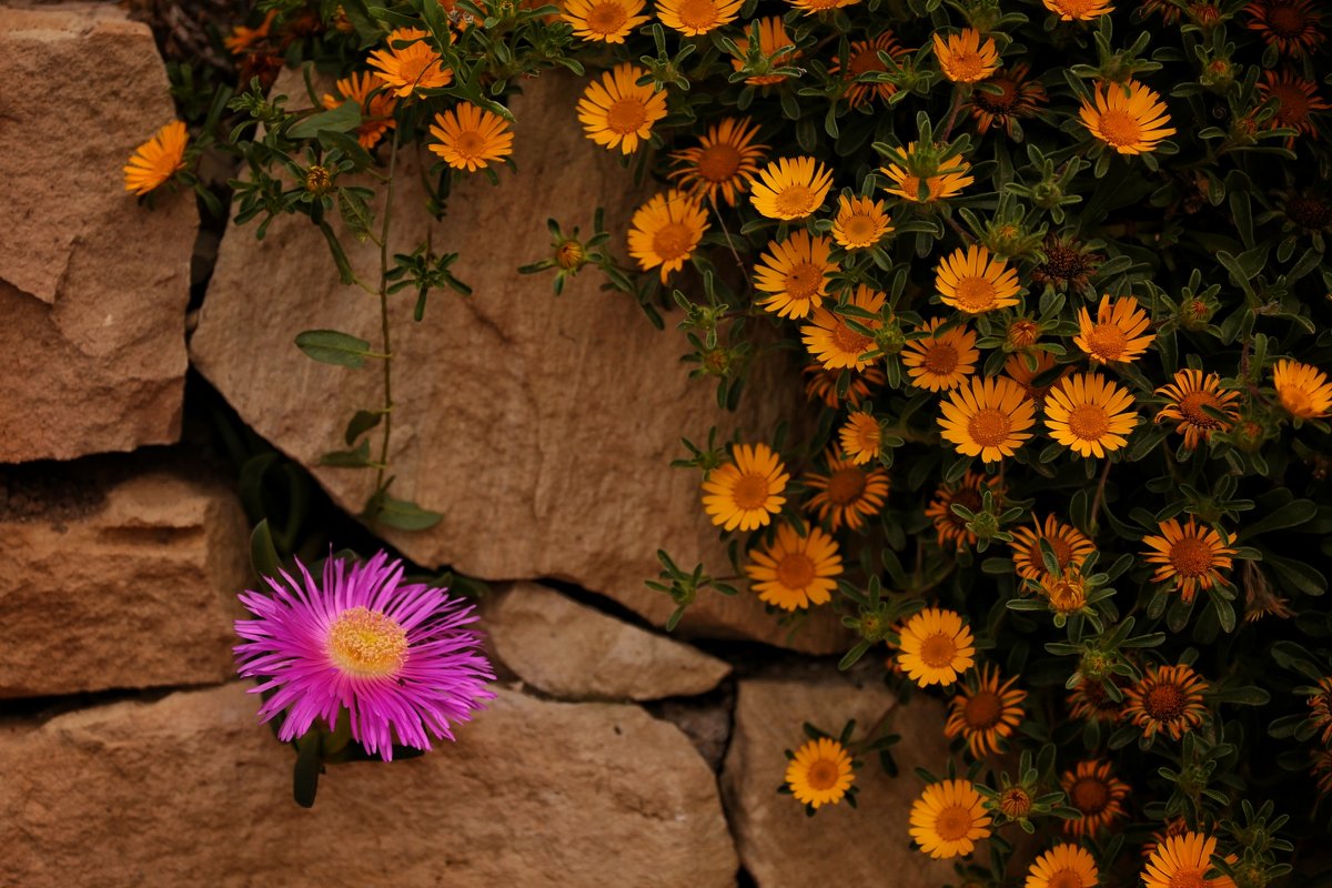 Яркие цветы Аликанте - Надежда Гультяева